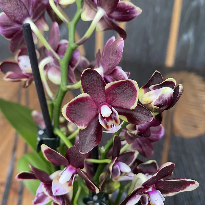 Phalaenopsis Sogo Banana Chocolate