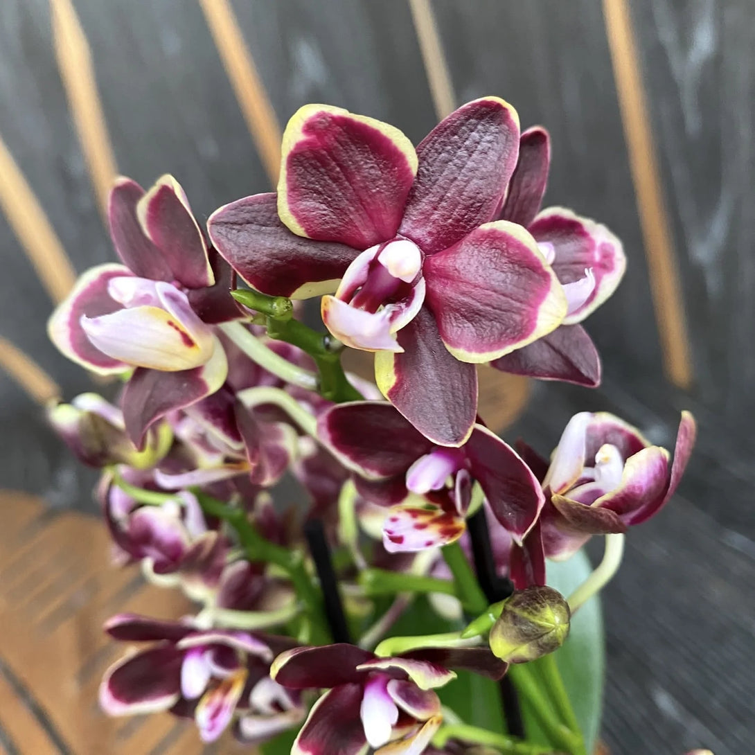 Phalaenopsis Sogo Banana Chocolate