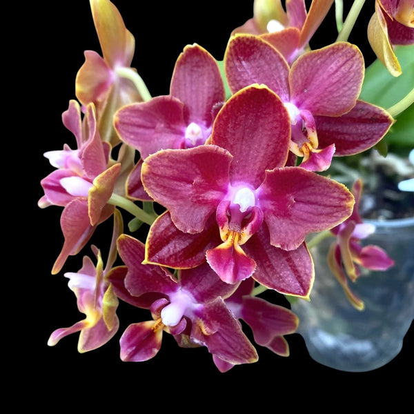 Phalaenopsis Sogo Red Star (peloric) - fragrant flowers