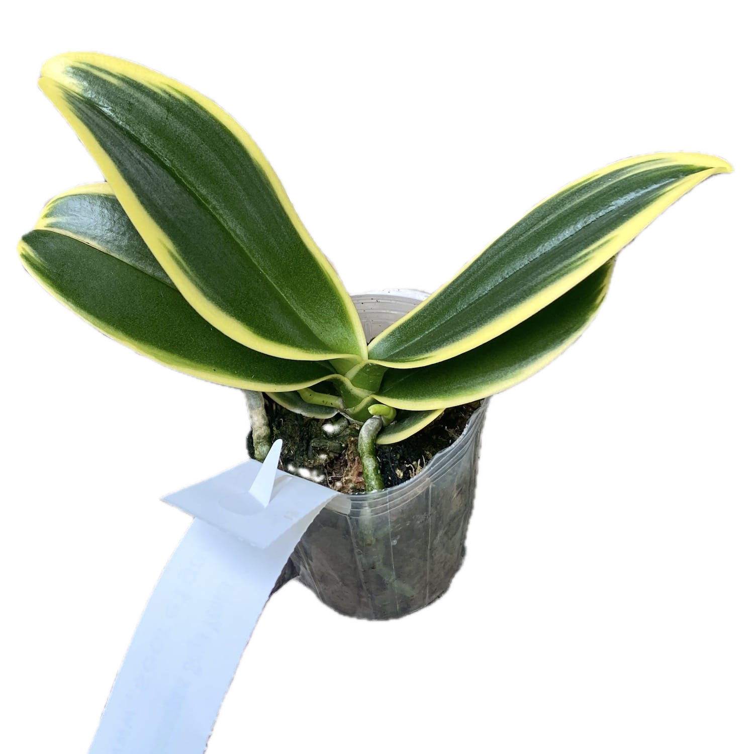 Phalaenopsis Sogo Yenlin 'Coffee' (pelorisch & buntlaubig)