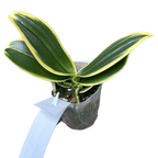 Phalaenopsis Sogo Yenlin 'Coffee' (variegata)