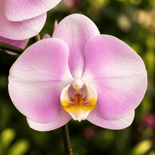 Phalaenopsis Star's Chanel
