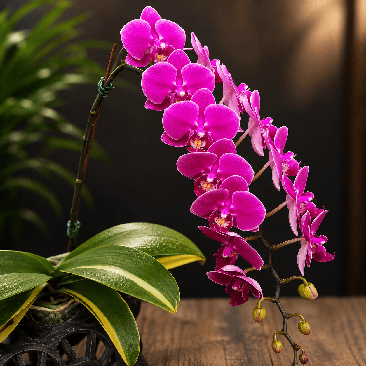 Phalaenopsis Sun Jye Diamond (variegata)