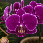 Phalaenopsis Sun Jye Diamond (variegata)