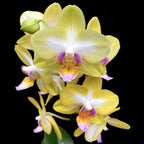 Phalaenopsis Yen Shuai Sweet Girl 'Shiny Girl'