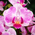 Phalaenopsis Taida Little Vivien '3270' (peloric)