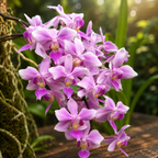 Phalaenopsis Veitchiana (Phalaenopsis equestris x Phalaenopsis schilleriana)