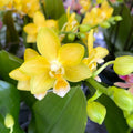 Phalaenopsis Yaphon Parfum 'Jaune' *parfumée