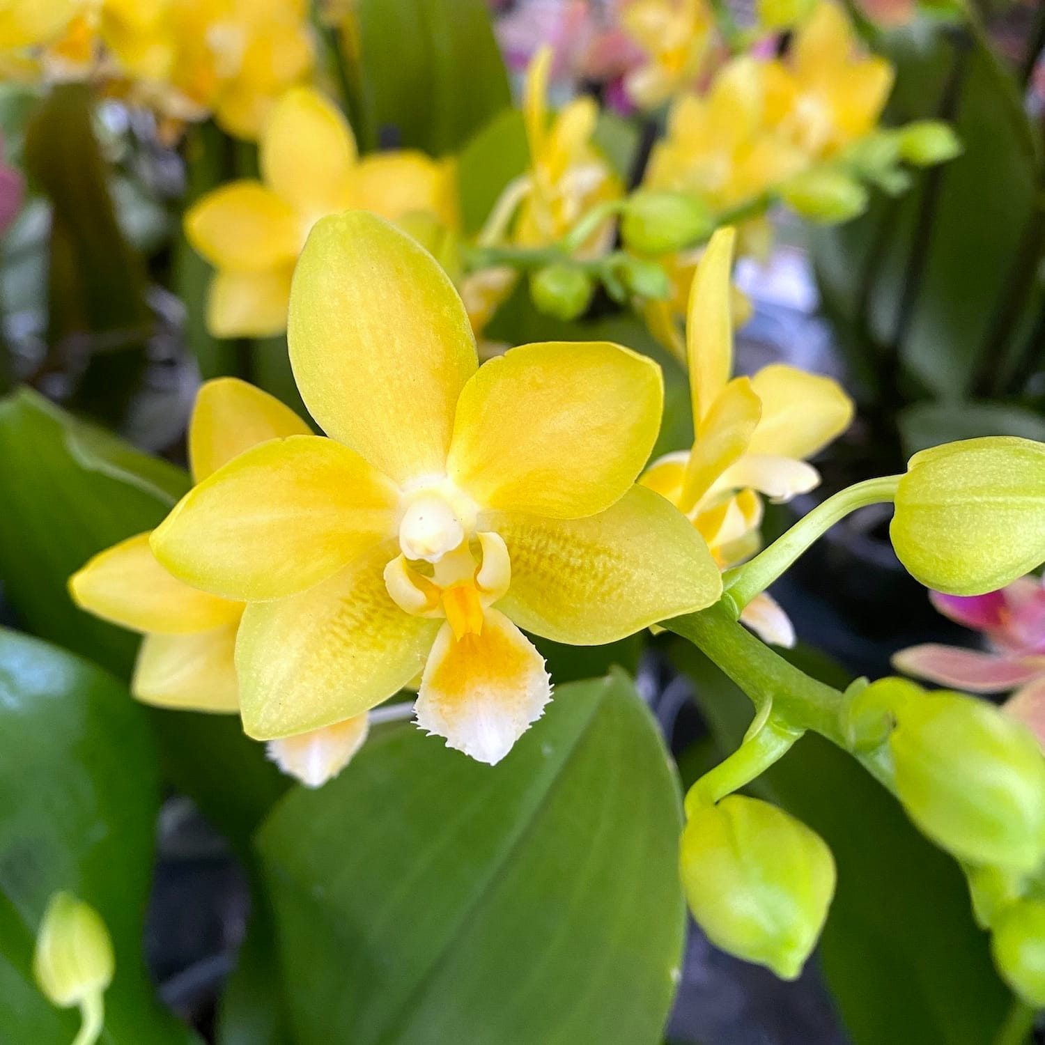 Phalaenopsis Yaphon Profumo 'Giallo' *profumata
