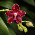 Phalaenopsis Yuanshan Girl '3046' (gigantea x Yungho Princess Gelb)