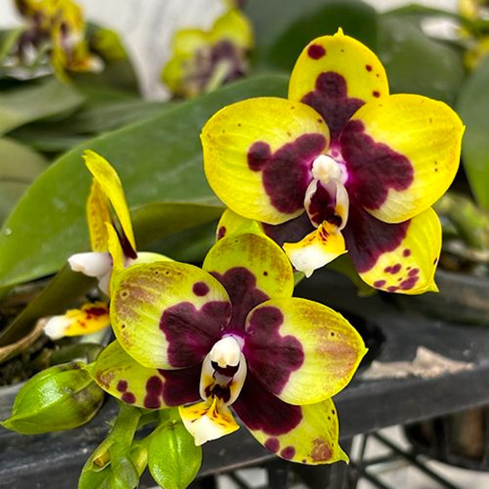 Phalaenopsis (Lioulin Goldfinch × Princess Kaiulani) '1445'