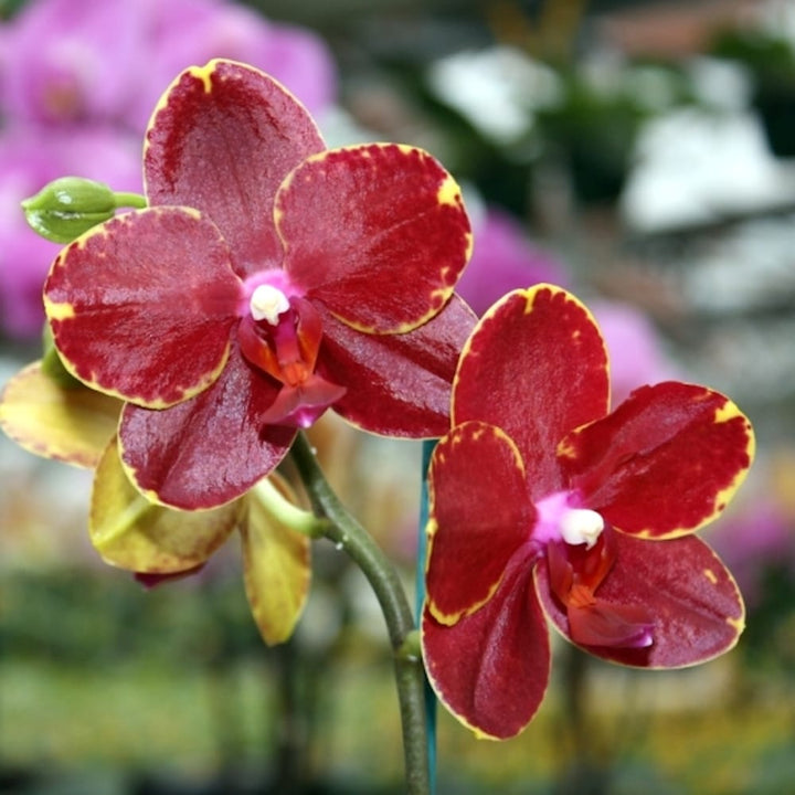 Phalaenopsis AL Sun Hannover 'Red'