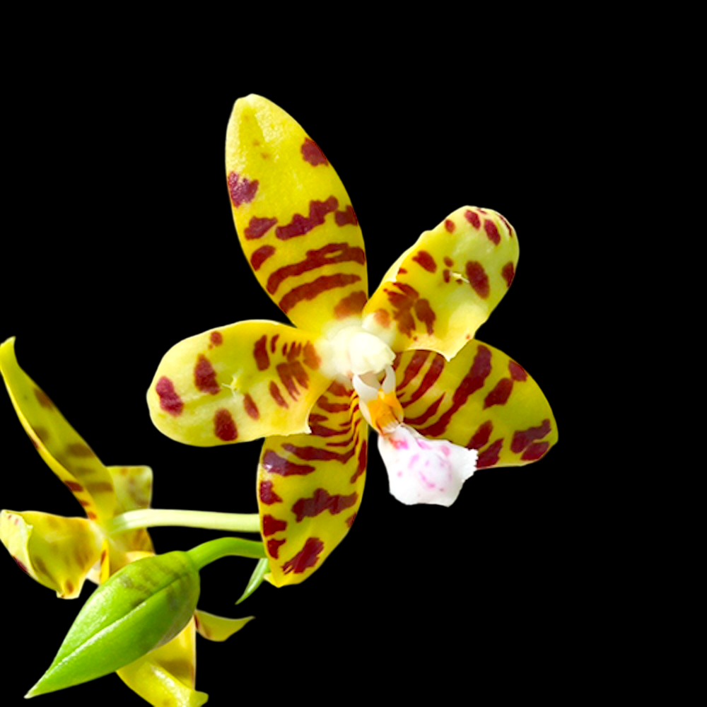 Phalaenopsis Aber Ambo 'Chartreuse' (pelórica) - perfumada