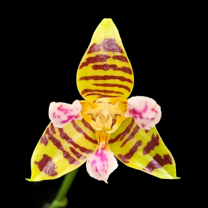 Phalaenopsis Aber Ambo 'Chartreuse' (peloric)