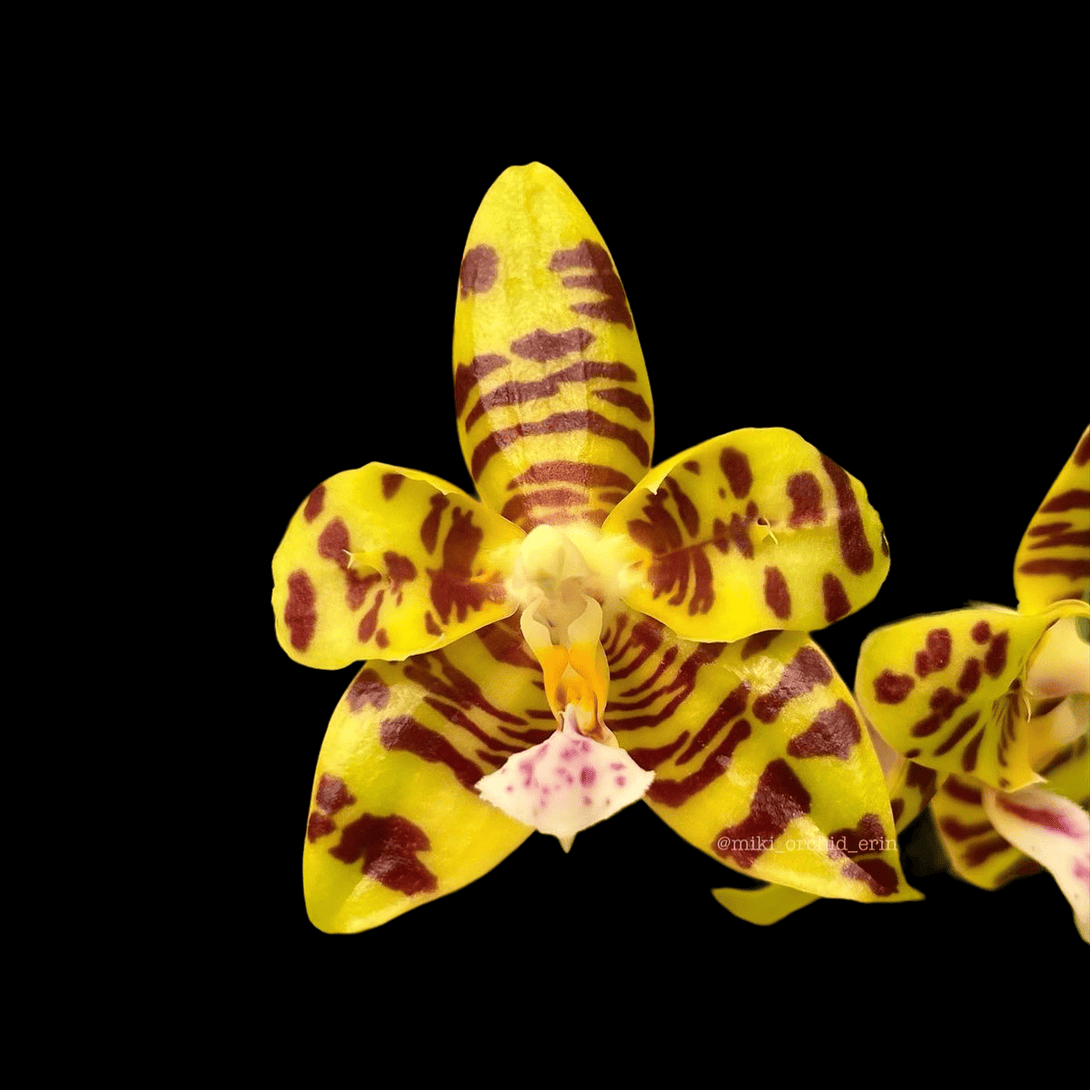 Phalaenopsis Aber Ambo 'Chartreuse' (peloric)