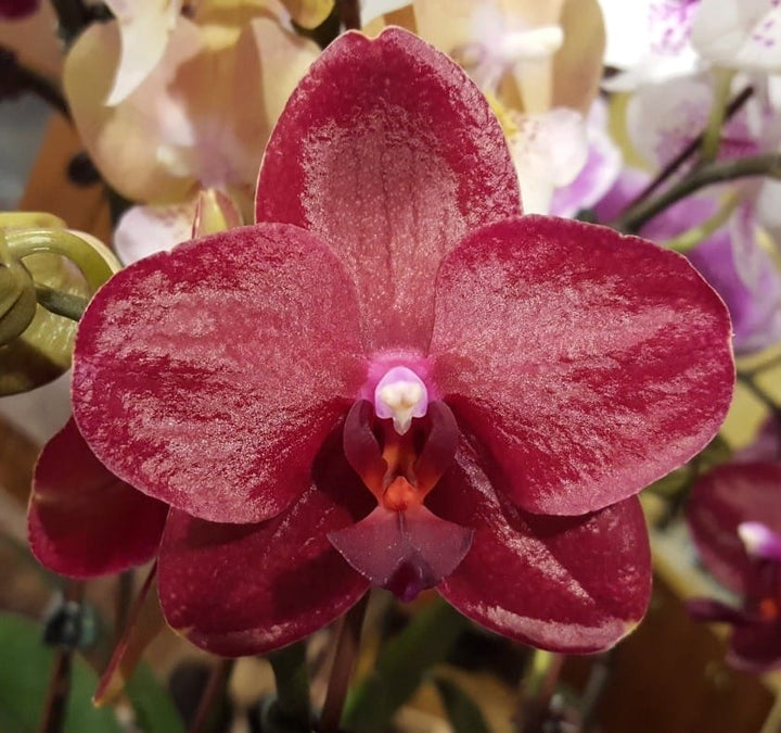 Phalaenopsis Allura 'Shiraz'