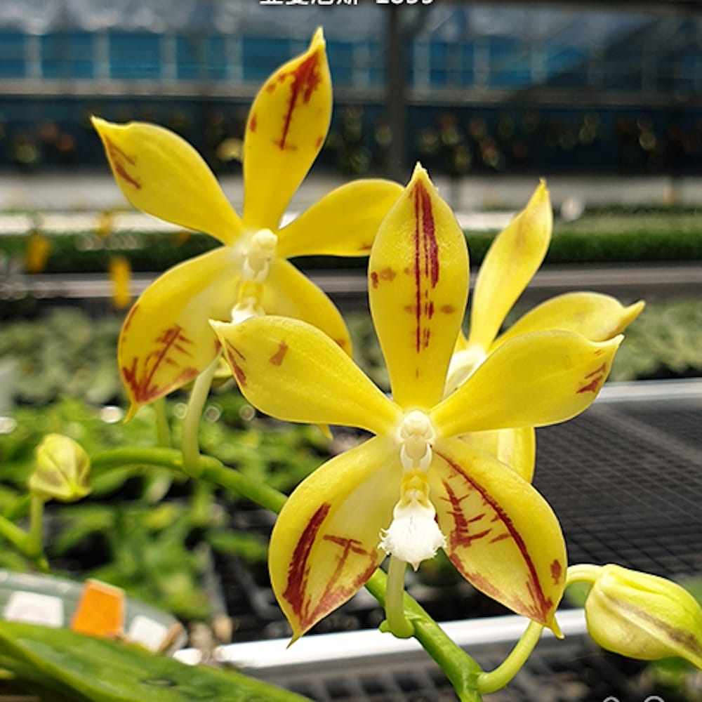 Phalaenopsis Almanis '1859'