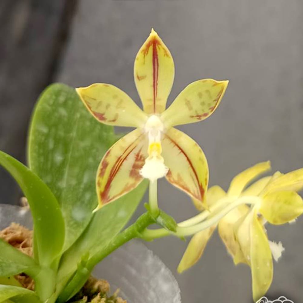 Phalaenopsis Almanis '1859'