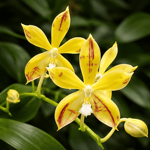 Phalaenopsis Almanis '1859'