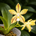 Phalaenopsis Almanis '1859'