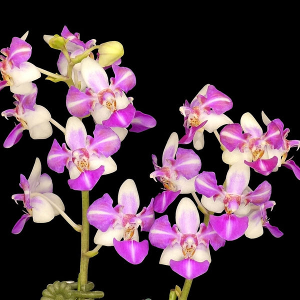 Phalaenopsis Anna-Larati Soekardi (peloric)