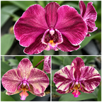 Phalaenopsis Ark's Happy Magician '3674'