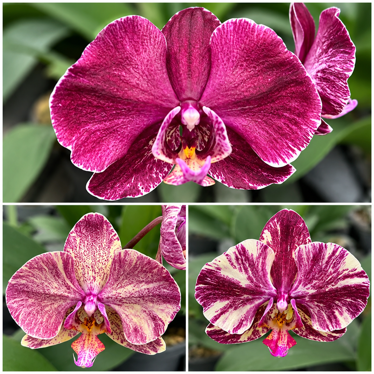 Phalaenopsis Ark's Happy Magician '3674'