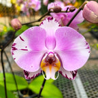 Phalaenopsis Art Nouveau