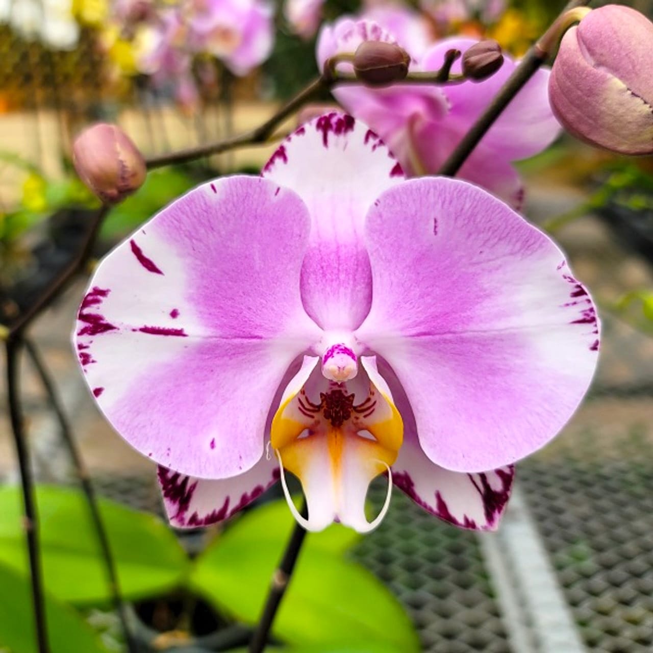 Phalaenopsis Art Nouveau