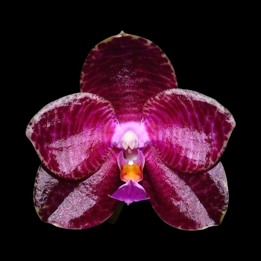 Phalaenopsis Auspice Green Lake 'Prince'