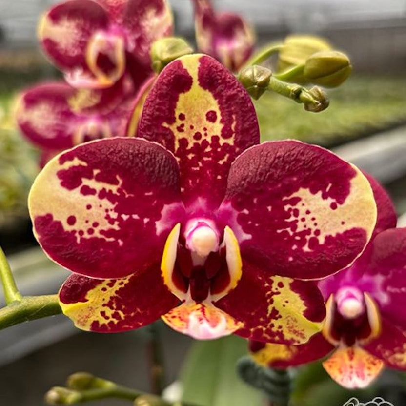 Bad Acany Phalaenopsis Bad Candy – Secret Garden Plant Shop