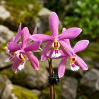 Phalaenopsis Bronze Maiden 'Rio' (schilleriana × mannii 'Black')