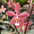 Phalaenopsis Bronze Maiden 'Rio' (schilleriana × mannii 'Black')