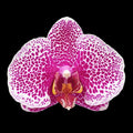 Phalaenopsis Brother Love Ai