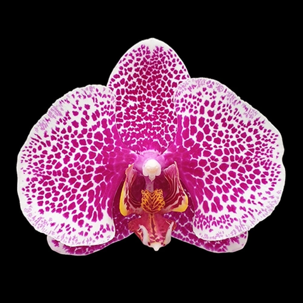 Phalaenopsis Brother Love Ai