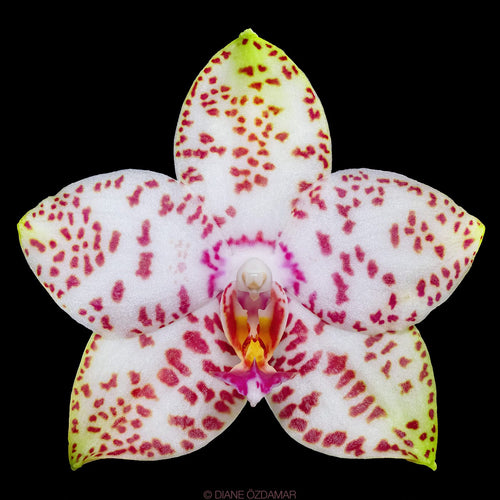 Phalaenopsis Brother Prince 'Hai Tony'
