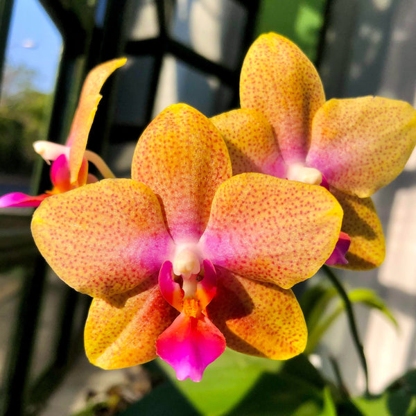 Phalaenopsis Brother Sara Gold - duftend