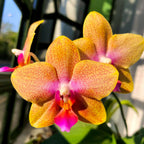 Phalaeonopsis Brother Sara Gold