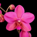 Phalaenopsis Buddha's Treasure '3385' (Pink Form)