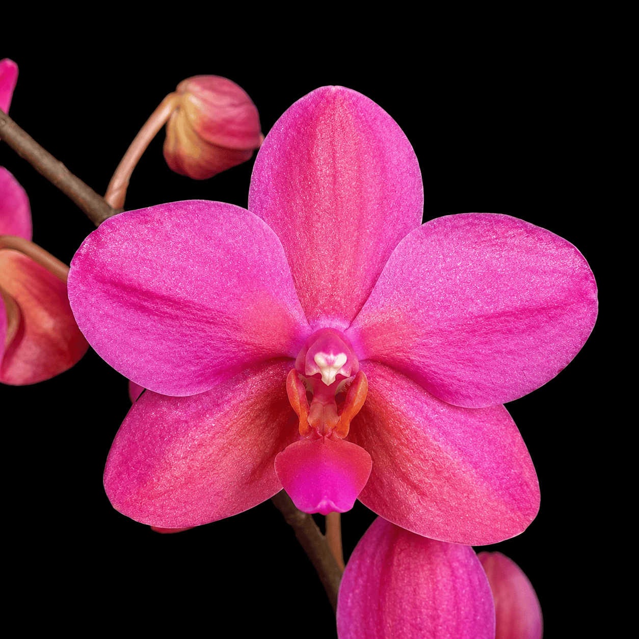 Phalaenopsis Buddha's Treasure '3385' (Pink Form)