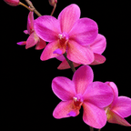 Phalaenopsis Buddha's Treasure '3385' (Pink Form)