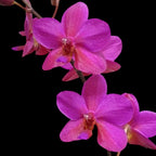 Phalaenopsis Buddha's Treasure