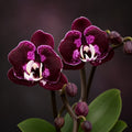 Phalaenopsis CX Red Plum