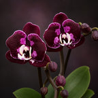 Phalaenopsis CX Red Plum