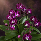 Phalaenopsis CX Red Plum