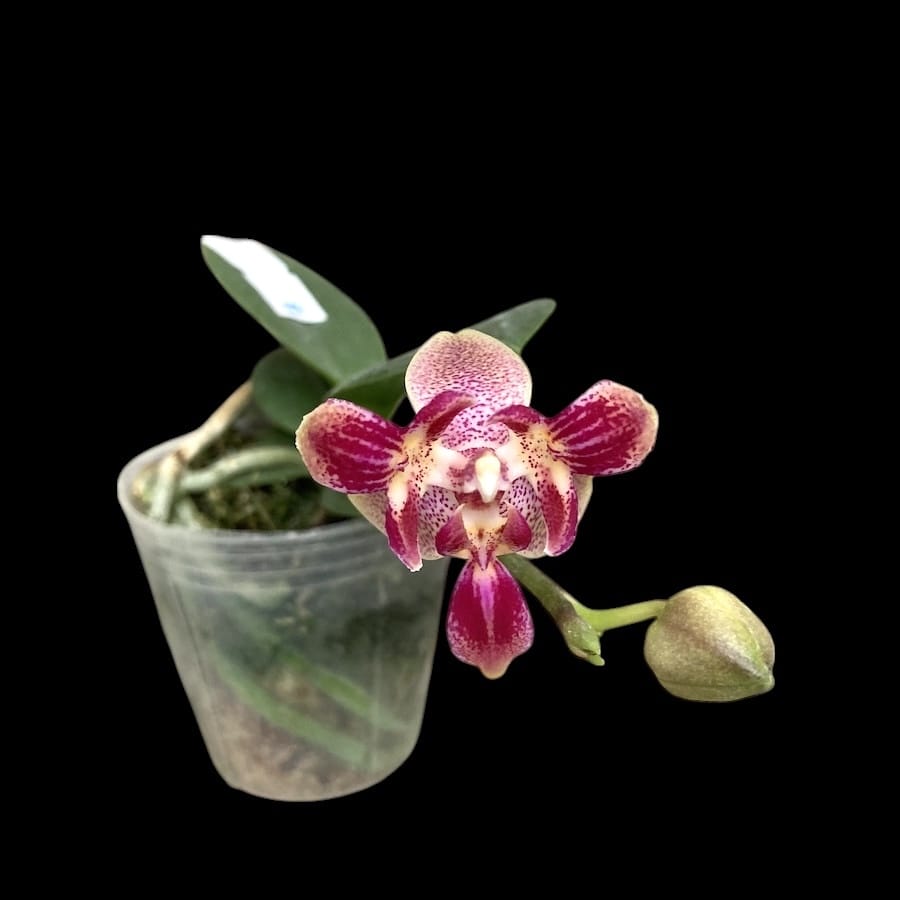 Phalaenopsis Caribbean Sunset × minus (peloric)