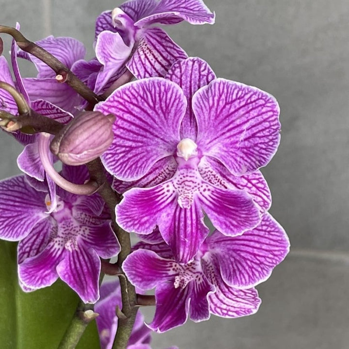 Phalaenopsis Cassion