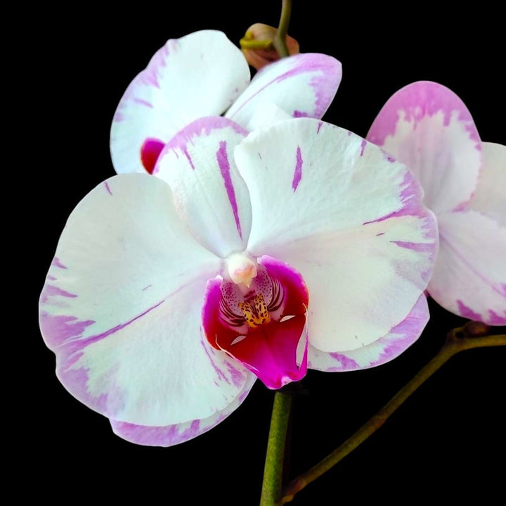 Phalaenopsis Champion Lighting 'Neon'