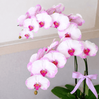 Phalaenopsis Champion Lighting 'Neon'