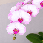 Phalaenopsis Champion Lightning 'Neon'